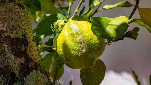 food green fruit fruit